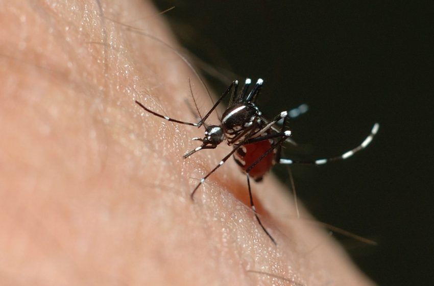 Mortes por dengue em SP superam números da epidemia de 2013