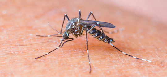  São Paulo já tem mais casos de dengue do que em todo o ano passado