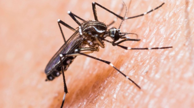  Laboratórios ampliam em 20 vezes a capacidade para testes de Zika